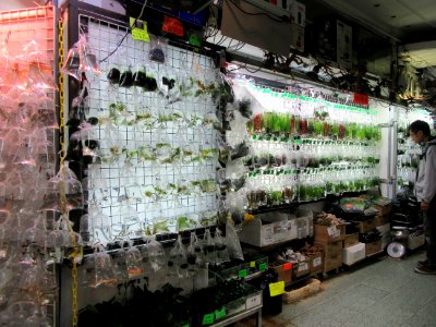 Fish for sale Goldfish Market Mong Kok Hong Kong photo