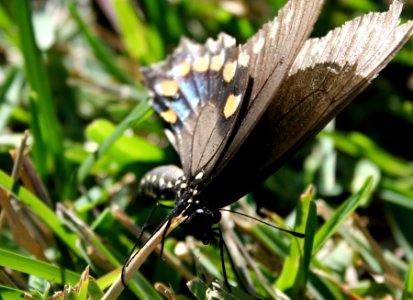 Butterfly Up Close