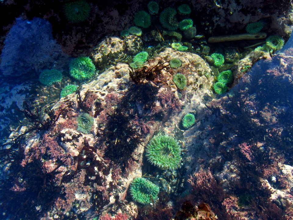 Sea Anemone at Yaquina Head in OR