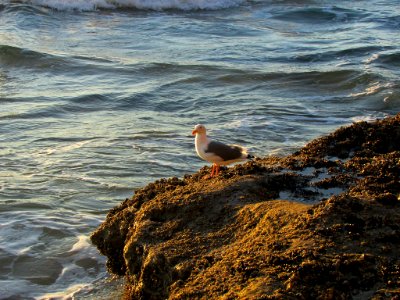 Hug Point at Pacific Coast in OR photo