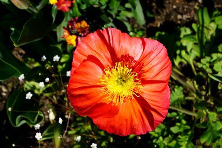 Blossom bloom plant