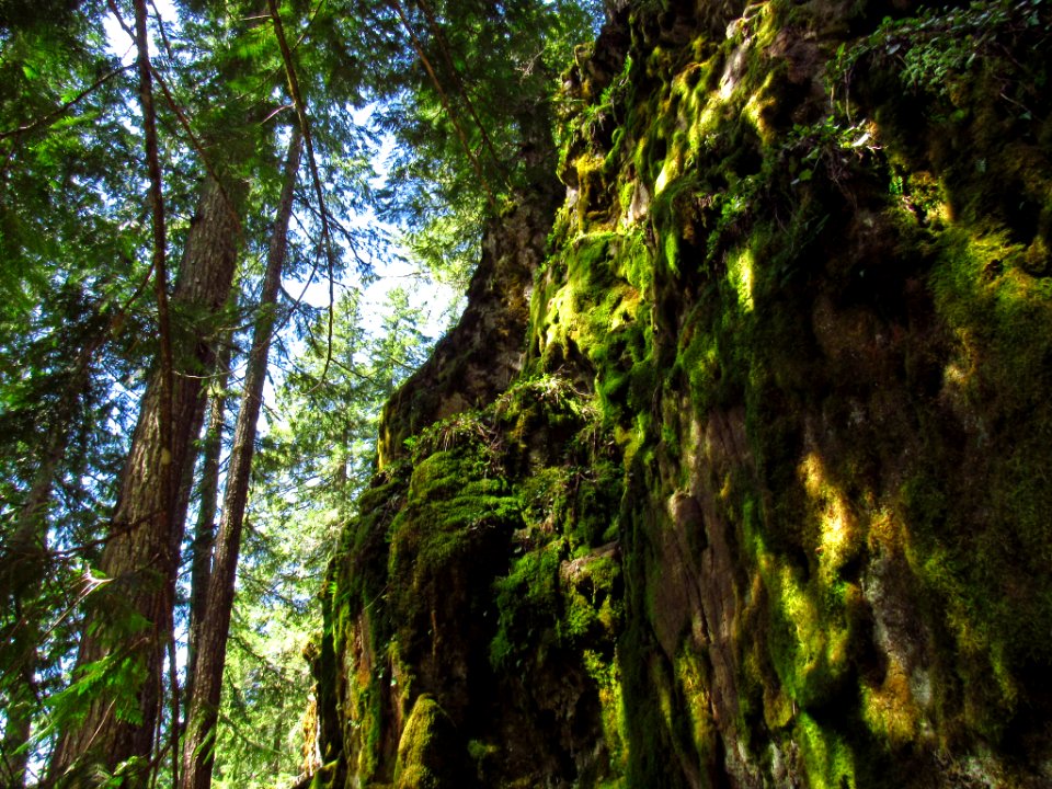 Falls Creek Falls Trail in WA
