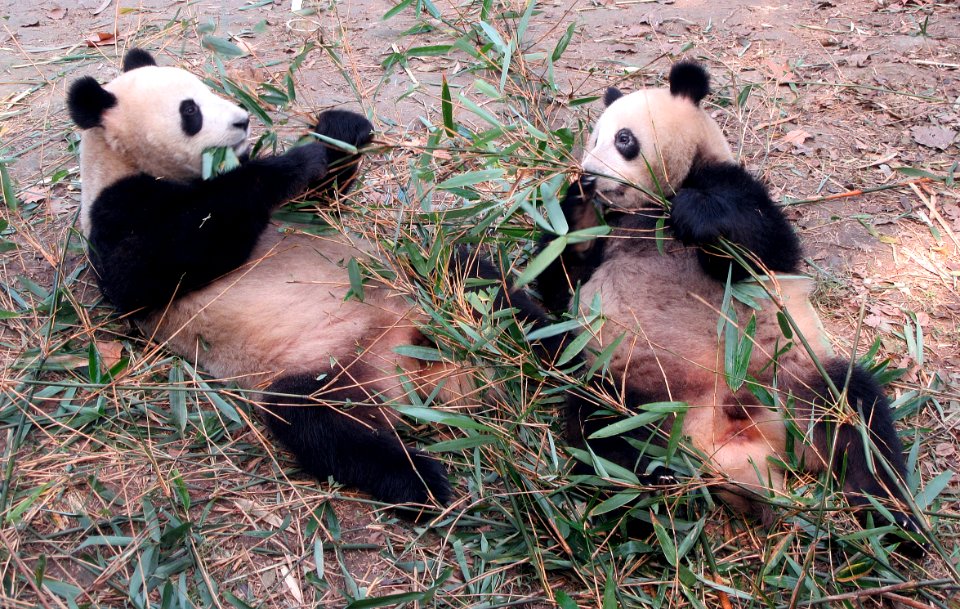 Pair of pandas eating and I like to think chatting Giant Panda Breeding Center Chengdu China photo