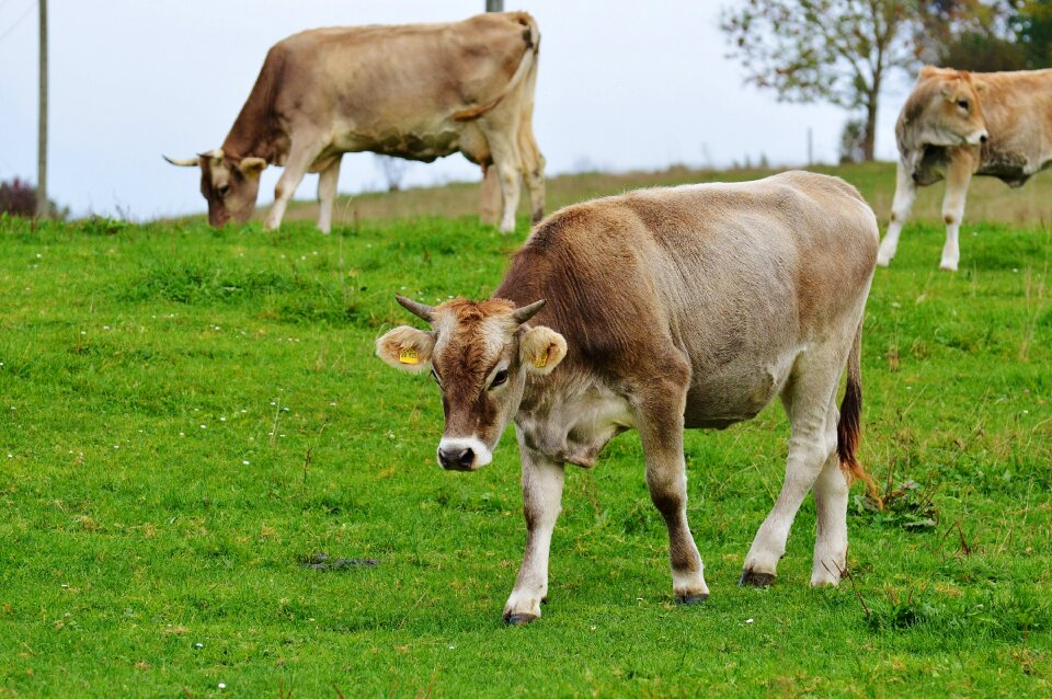 Cute ruminant dairy cattle
