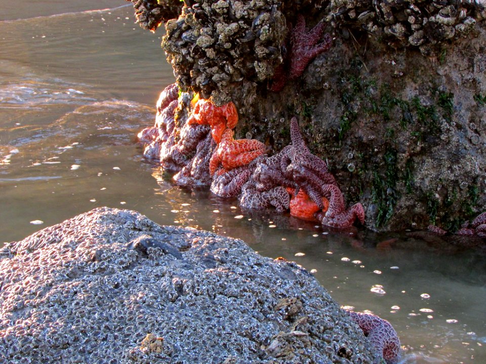 Cannon Beach at Pacific Coast in OR