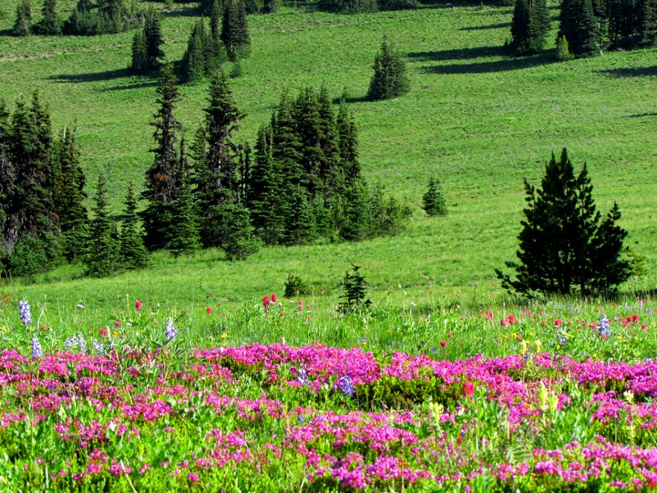 Mt. Rainier NP in WA