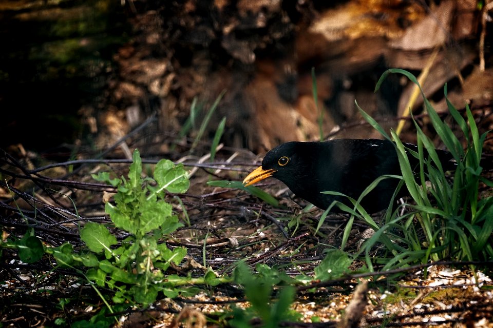 Blackbird ♂️ - Turdus merula