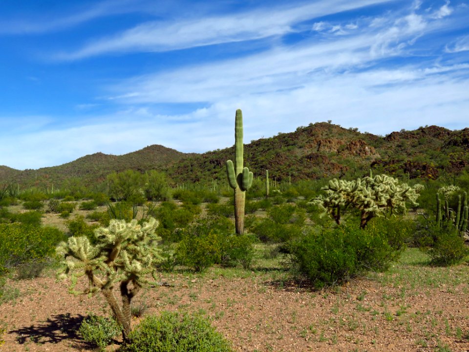 Organ Pipe Cactus NM in AZ