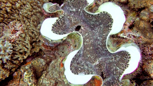 Giant Clam Vanuatu