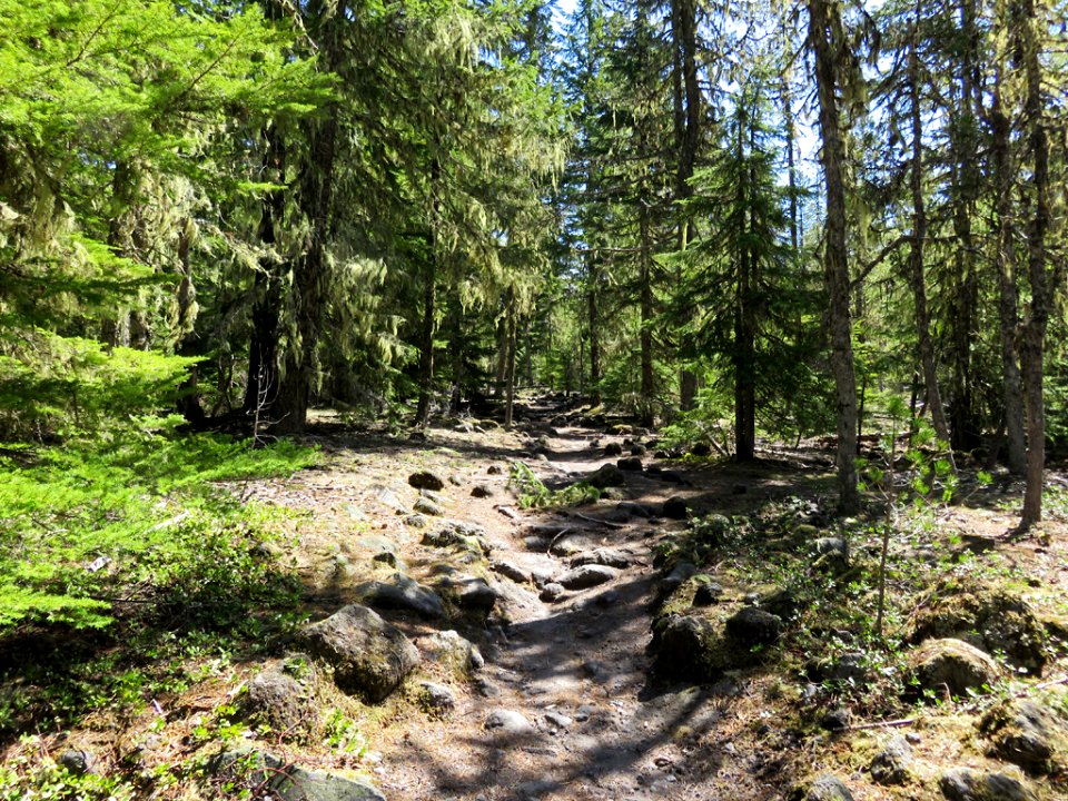 Ramona Falls Hike at Mt. Hood Wilderness in Oregon