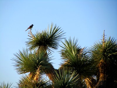 Joshua Tree NP in CA