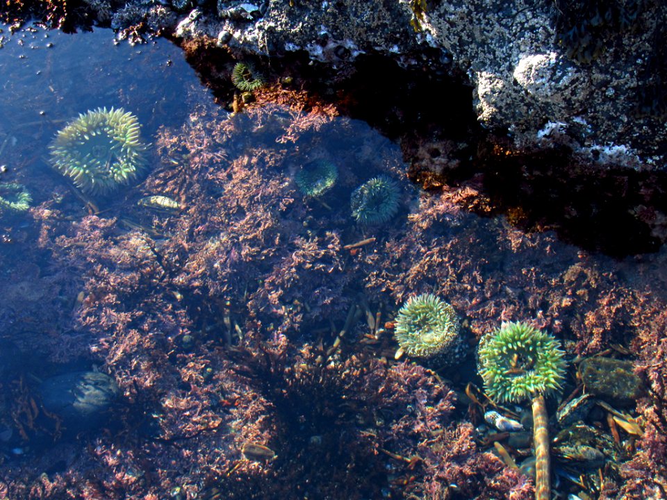 Sea Anemone at Yaquina Head in OR