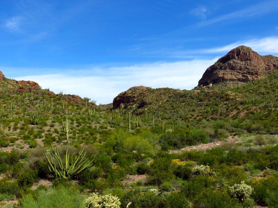 Organ Pipe Cactus NM in AZ