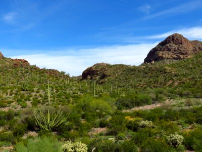 Organ Pipe Cactus NM in AZ