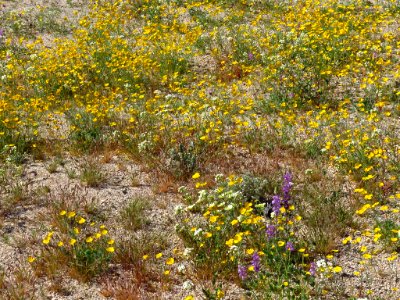 Cottonwood Spring with Wildflowers at Joshua Tree NP in CA