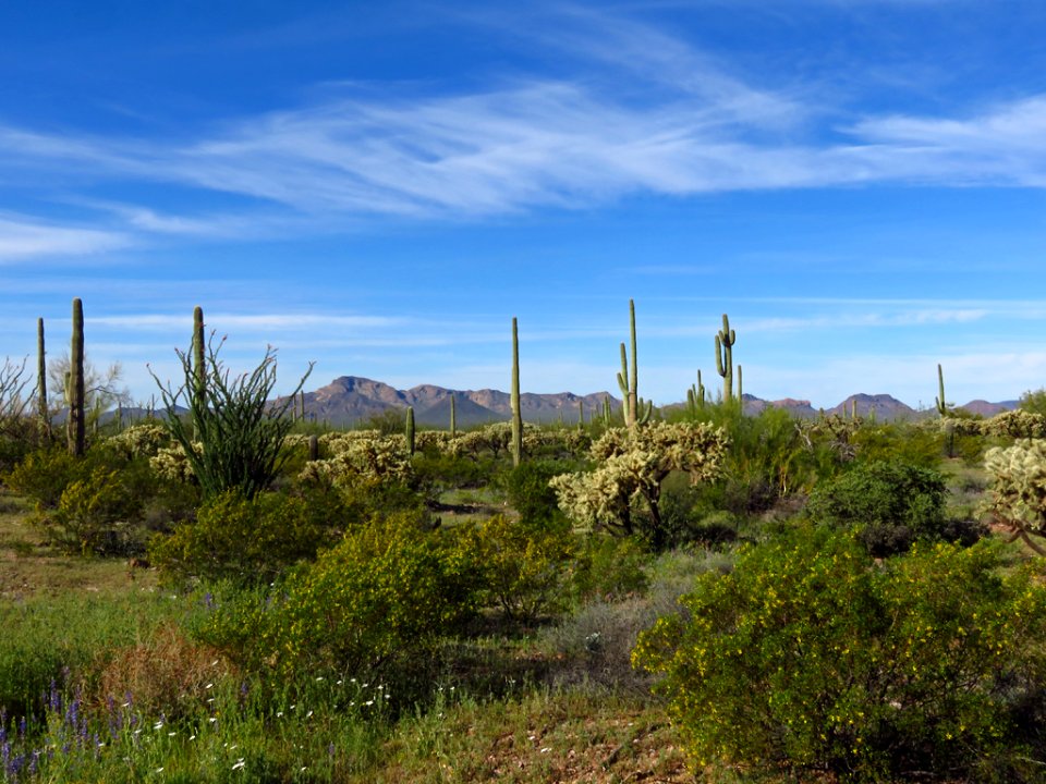 Organ Pipe Cactus NM in AZ