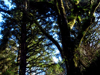 Forest at God's Thumb Hike in OR
