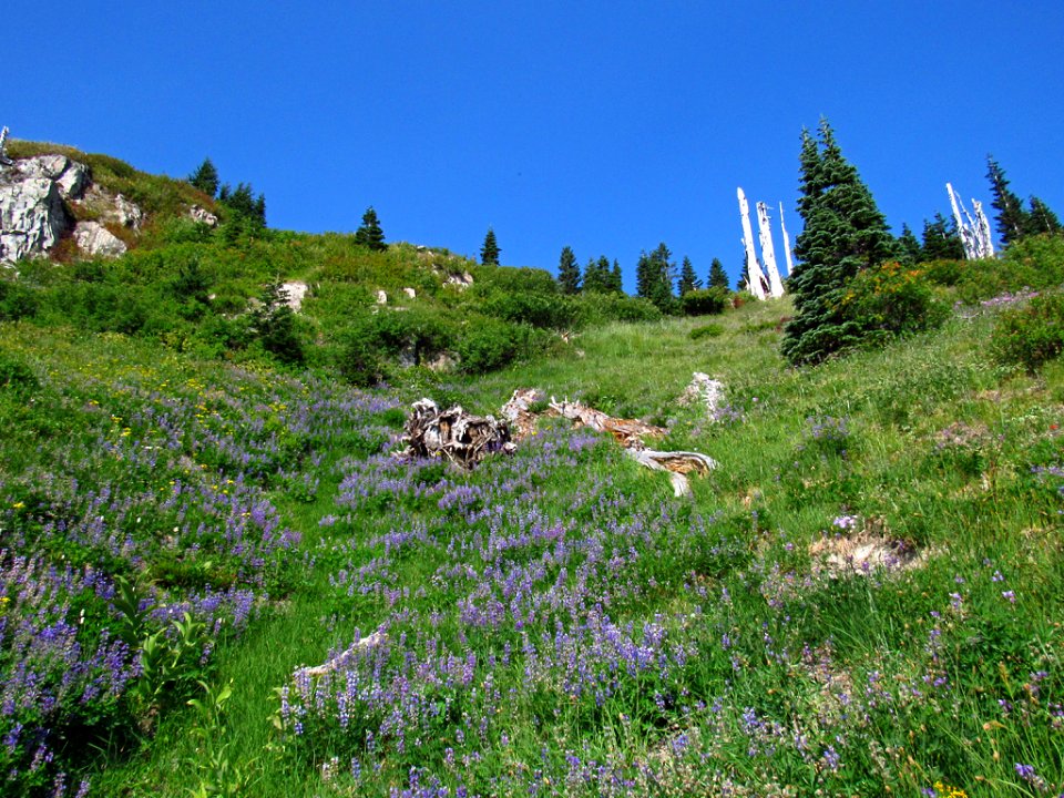 Wildflowers at Mt. Margaret Backcountry in WA
