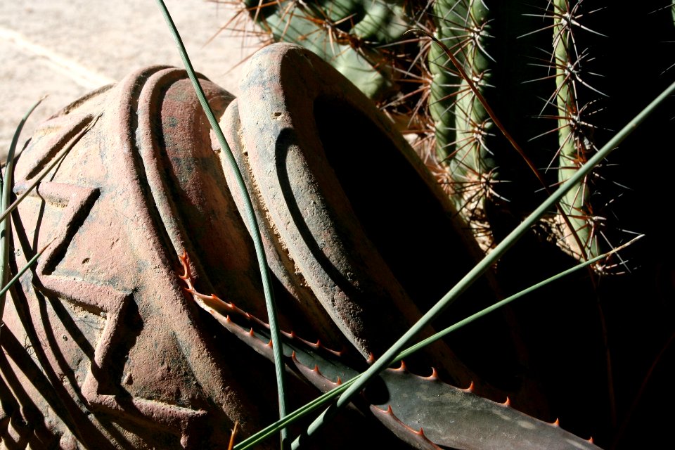 Flower Pot and Cactus