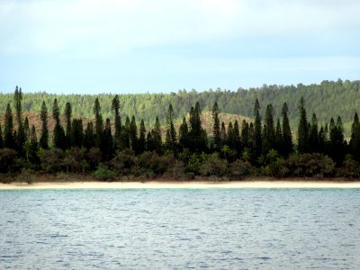 Beaches with pines Isle of Pines New Caledonia