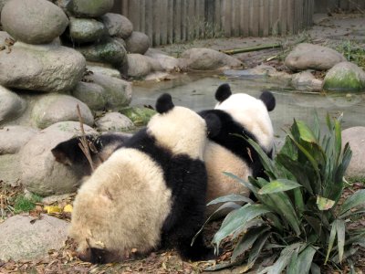 Mother and child panda Giant Panda Breeding Center Chengdu China photo