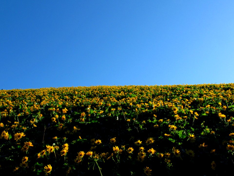 Wildflowers on Dog Mountain Trail in WA