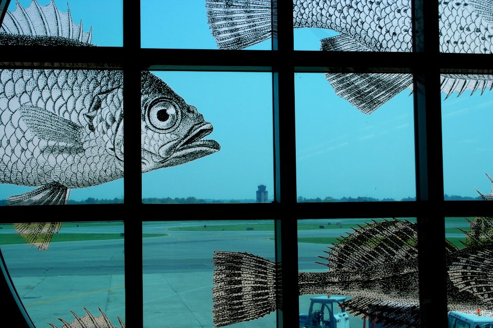 Inside or Outside the Aqaurium?