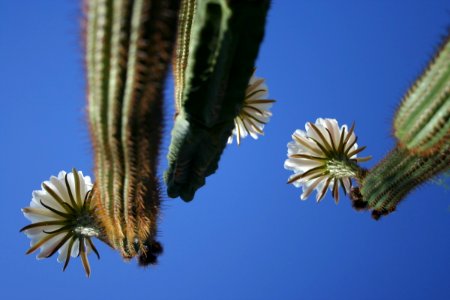 Ceres Cacti Triplicate