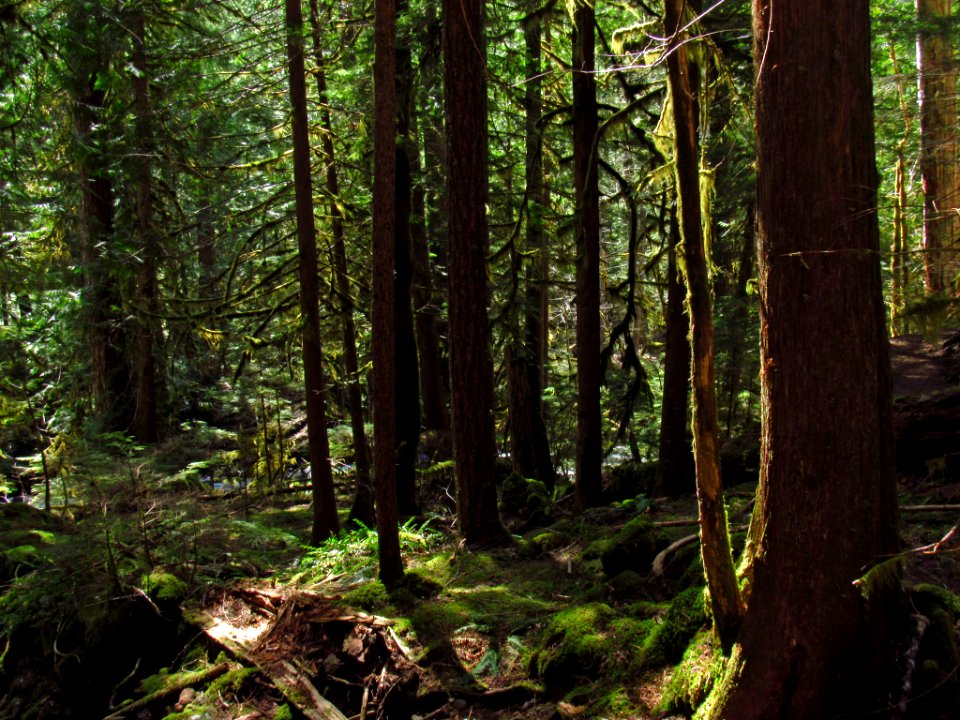 Falls Creek Falls Trail in WA