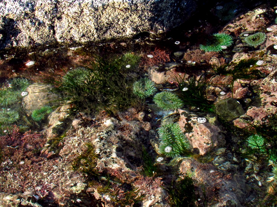 Sea Anemone at Yaquina Head in OR