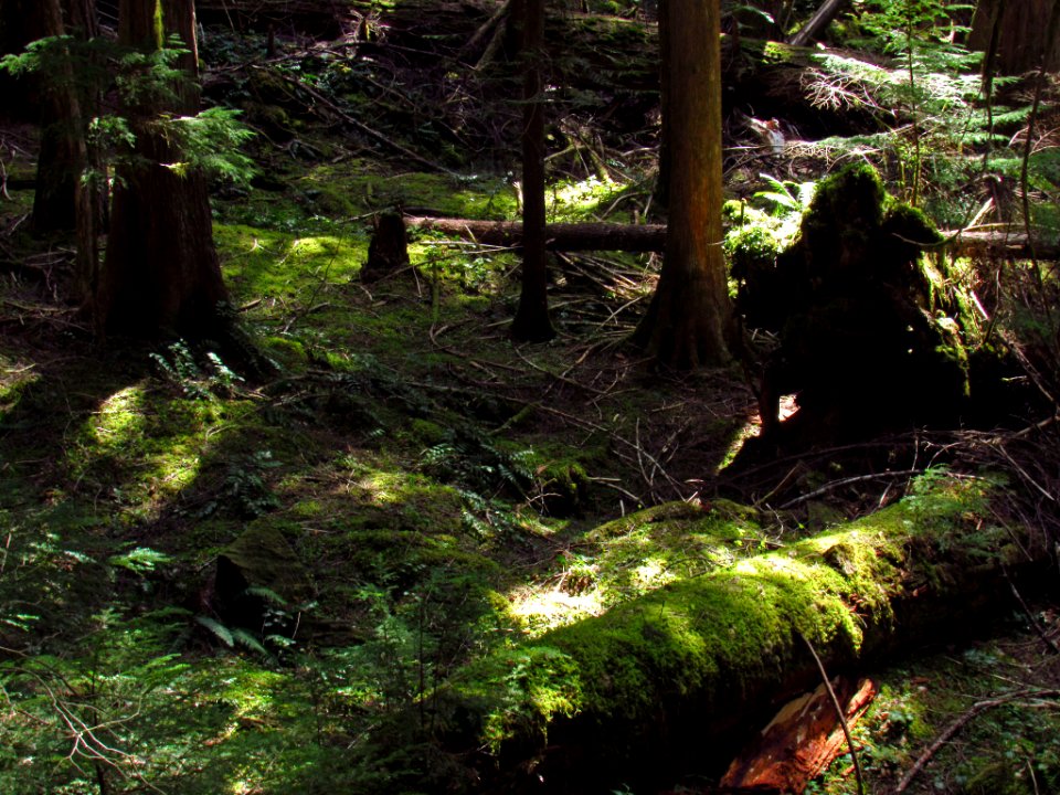 Falls Creek Falls Trail in WA