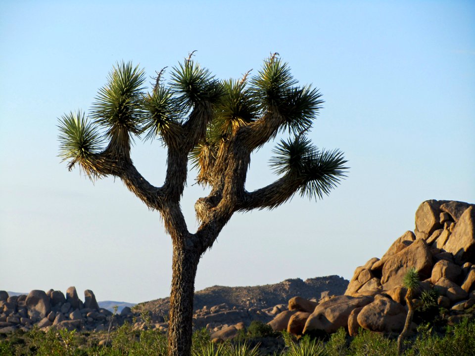 Joshua Tree NP in CA
