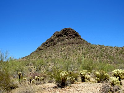 Organ Pipe Cactus NM in Arizona