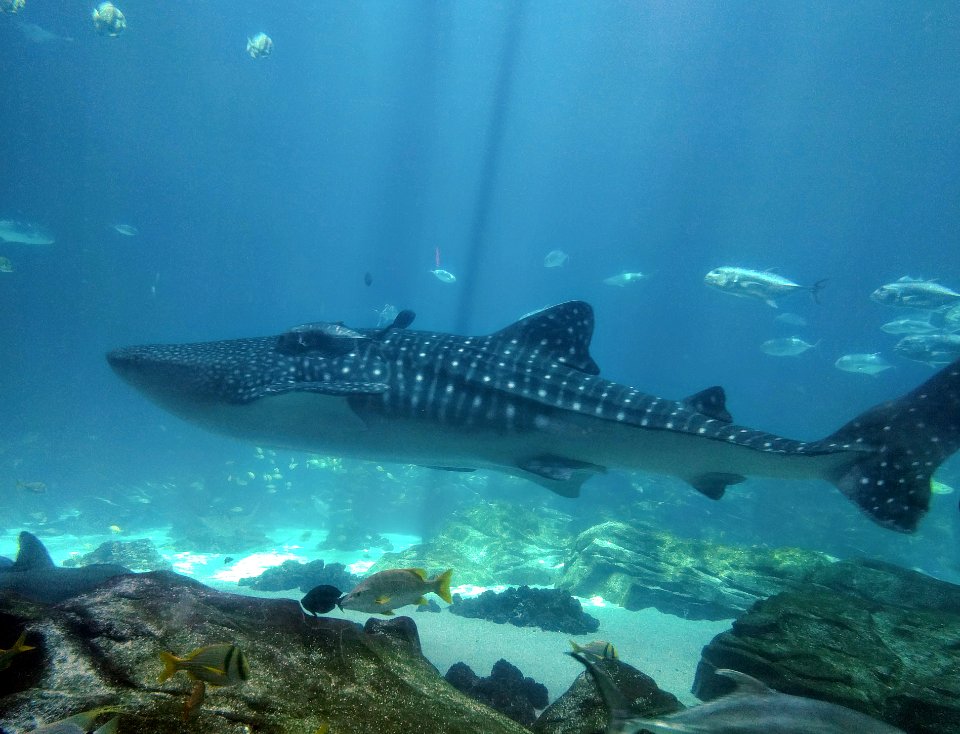 Whale shark passing Georgia Aquarium Atlanta