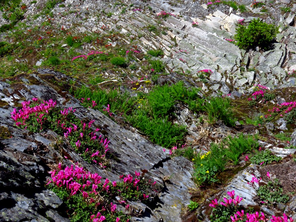 Wildflowers at Larch Mountain in Oregon