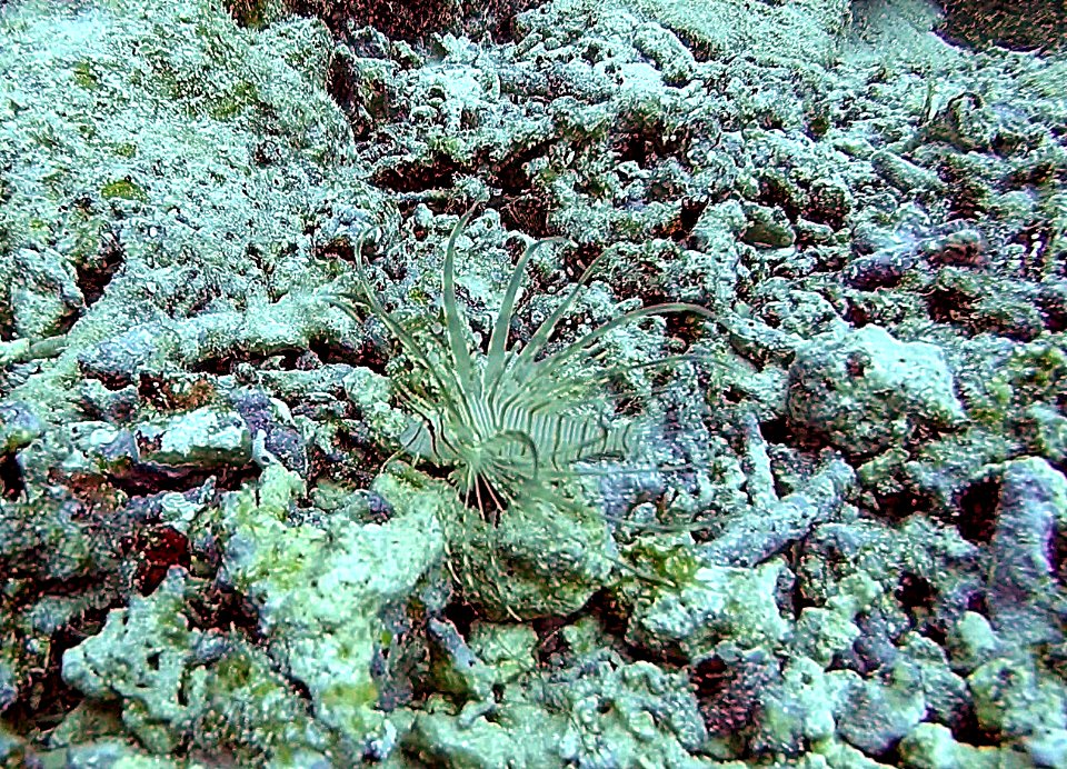Tiny not red lionfish Diving in Ishigaki Japan