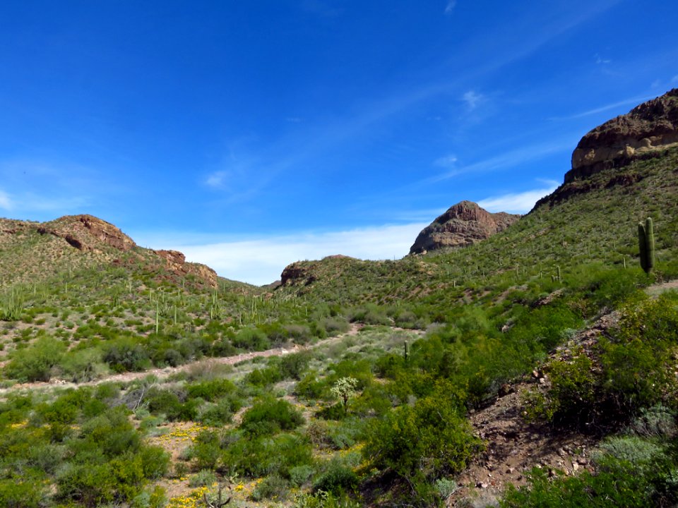 Organ Pipe Cactus NM in AZ