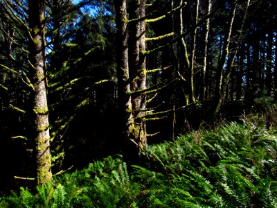 Forest at God's Thumb Hike in OR