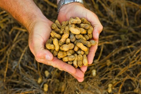 Food legume ingredient