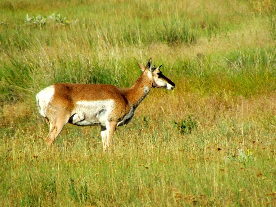 Antelope at National Bison Range in MT