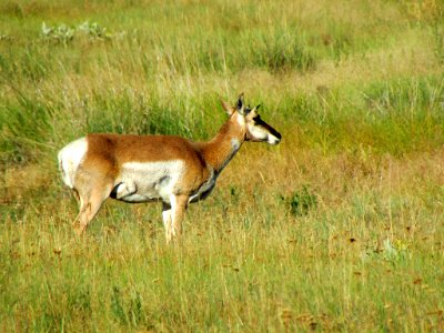 Antelope at National Bison Range in MT
