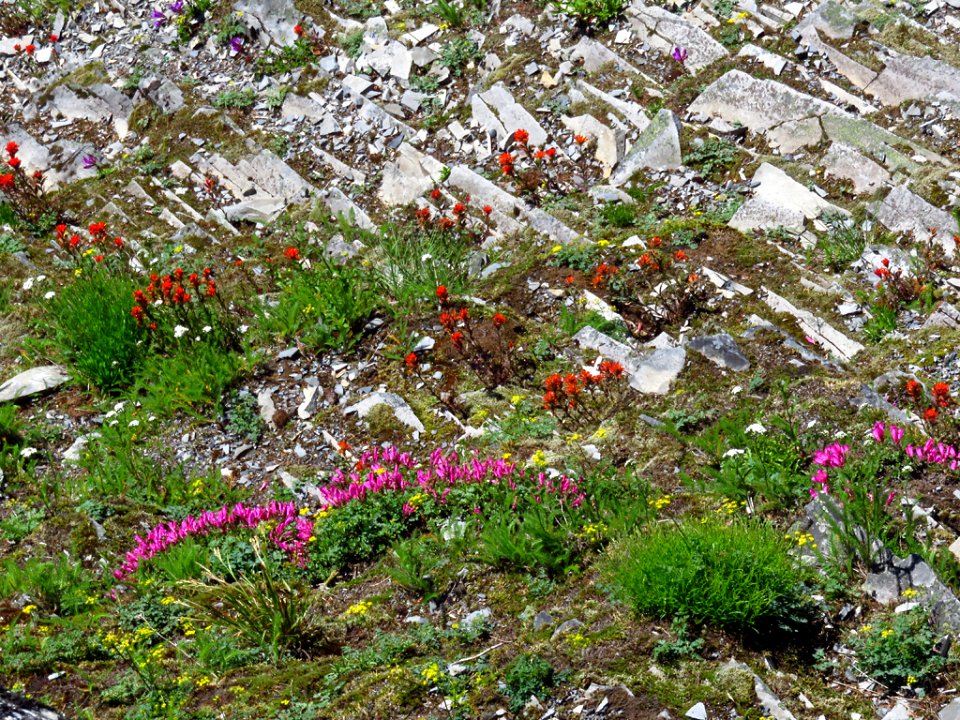 Wildflowers at Larch Mountain in Oregon