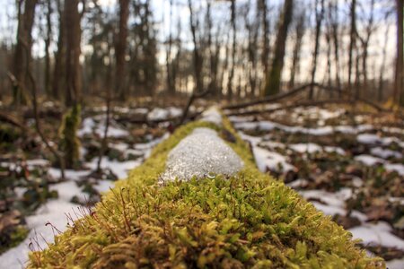 Green wet winter photo