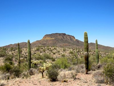 Organ Pipe Cactus NM in Arizona