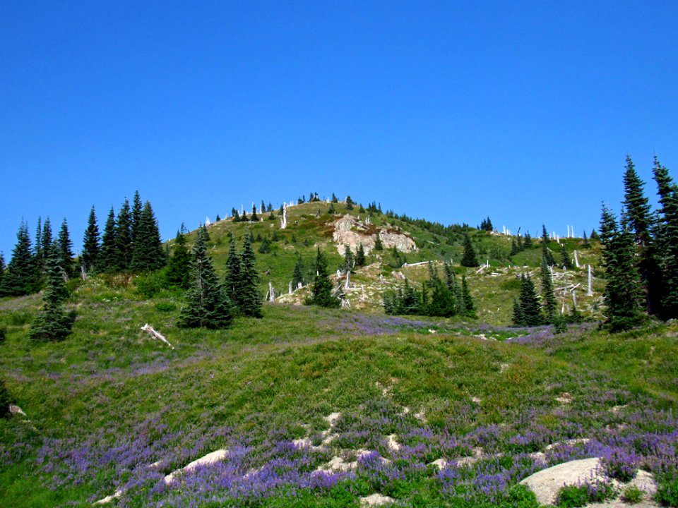 Wildflowers at Mt. Margaret Backcountry in WA