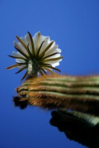 Ceres Cacti Triplicate