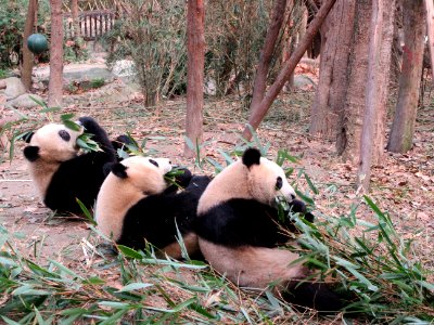 Line of 3 pandas eating Giant Panda Breeding Center Chengdu China