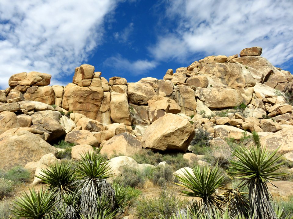 Joshua Tree NP in California