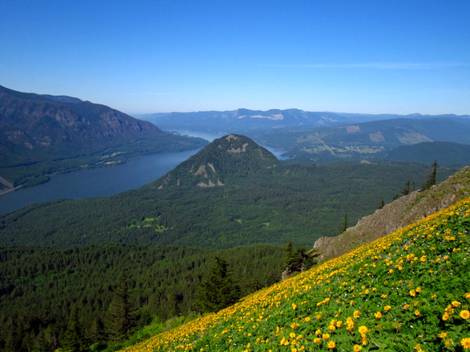 Wildflowers on Dog Mountain Trail in WA