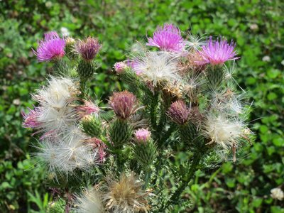 Plumeless thistle wildlflower flora